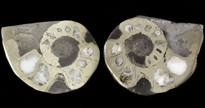 Pyritized Ammonite Fossil Pair #48078